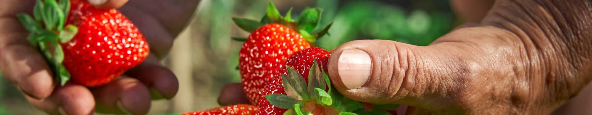 Elderly,Woman,Farmer,Collects,A,Harvest,Of,Ripe,Strawberries.,A