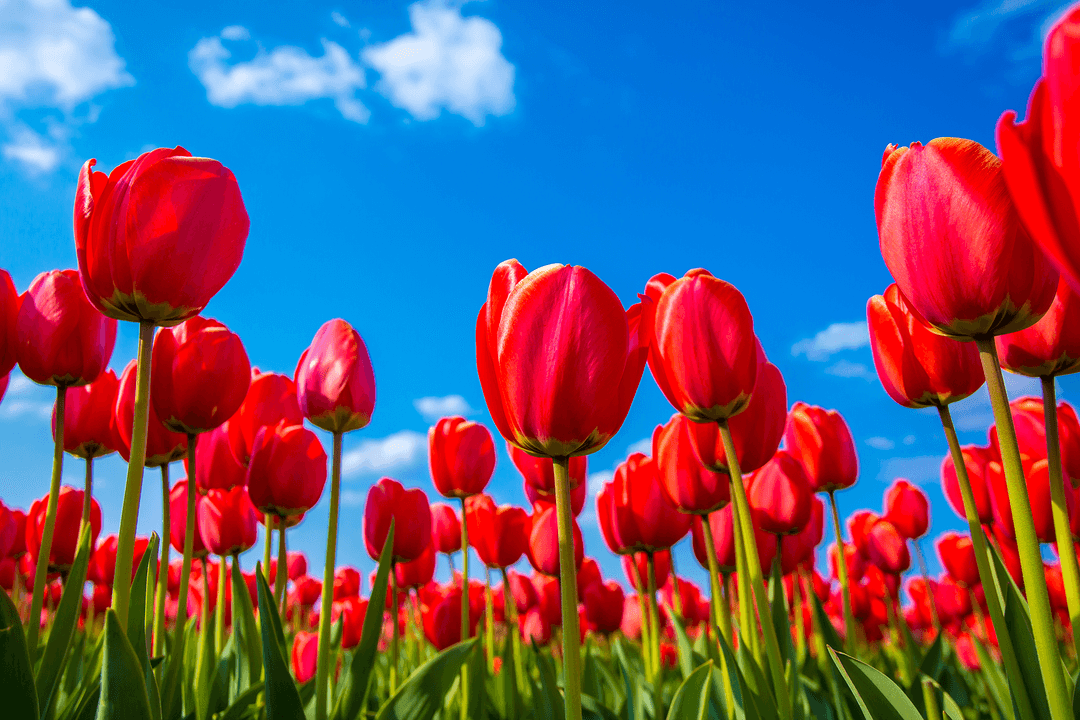 Tulpen – Carbon Added Accounting