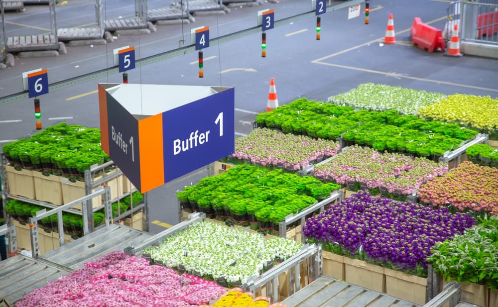 Fresh,Cut,Flowers,Stack,On,Shelfs,In,Aalsmeer,Royal,Flora