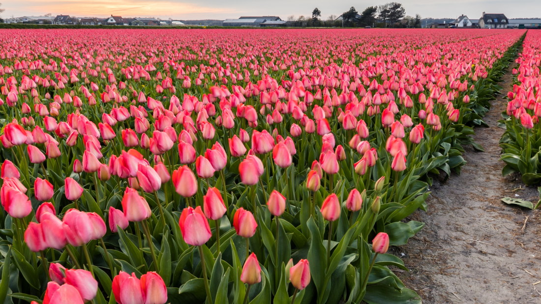 “Als je gecertificeerd bent, heb je al veel van de benodigde data voor de FloriPEFCR-berekening”